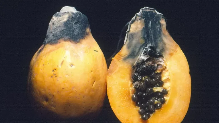 (Foto: <a href="https://www.pexels.com/pt-br/creative-commons-images/" target="_blank">Scot Nelson</a>/Commons)