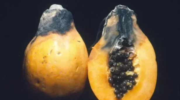 Caracterização dos Danos Morais